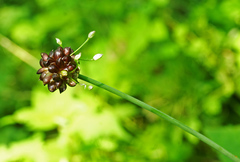 Allium macrostemon
