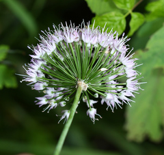 Allium macrostemon