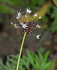 Allium macrostemon