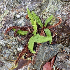 Dryopteris fragrans image