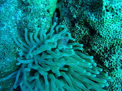 Periclimenes yucatanicus