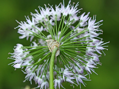 Allium macrostemon