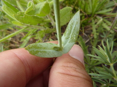 Blackstonia imperfoliata