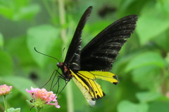 Troides helena cerberus