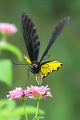 Troides helena cerberus