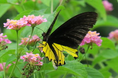 Troides helena cerberus