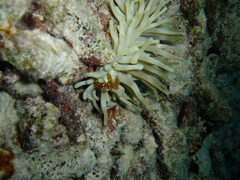 Achaeus japonicus