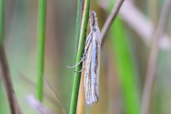 Catoptria fulgidella