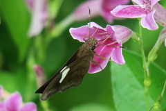 Notocrypta paralysos varians