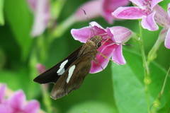 Notocrypta paralysos varians