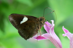 Notocrypta paralysos varians