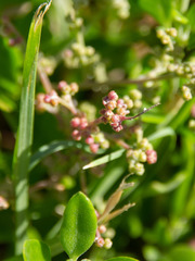 Rhagodia candolleana