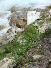 Centaurea cheiranthifolia