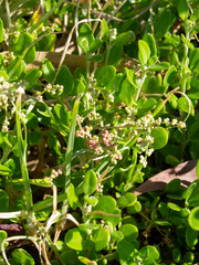 Rhagodia candolleana