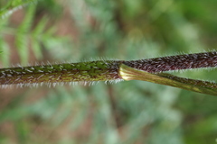 Chaerophyllum prescottii
