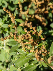 Atriplex paludosa