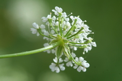 Chaerophyllum prescottii
