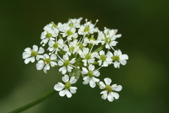 Chaerophyllum prescottii