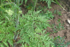 Chaerophyllum prescottii