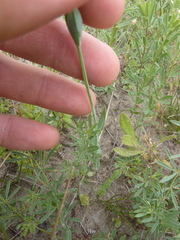 Blackstonia imperfoliata