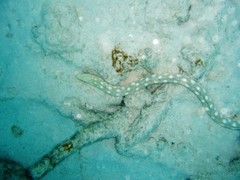 Myrichthys breviceps