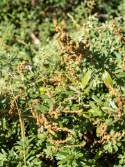 Atriplex paludosa