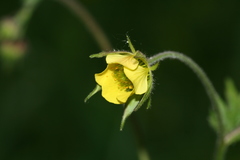 Geum × intermedium