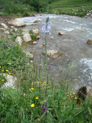 Veronica gentianoides