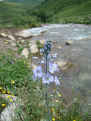 Veronica gentianoides