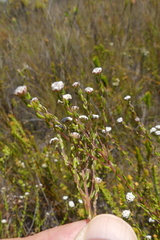 Phylica disticha