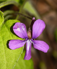 Viola hirtipes