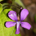 Viola hirtipes - Photo (c) V.S. Volkotrub, alguns direitos reservados (CC BY-NC), uploaded by V.S. Volkotrub