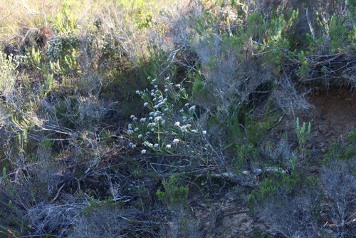 Image of Metalasia pungens by (c) Tony Rebelo, some rights reserved (CC BY-SA)