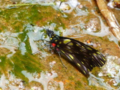 Catasticta teutila