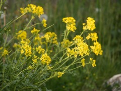Sisymbrium austriacum
