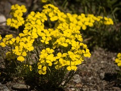 Erysimum jugicola