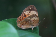 Cupha erymanthis lotis