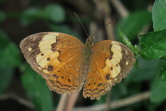 Cupha erymanthis lotis