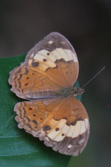 Cupha erymanthis lotis