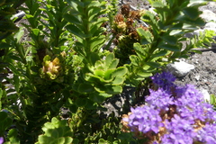 Pseudoselago pulchra