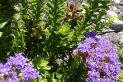 Pseudoselago pulchra