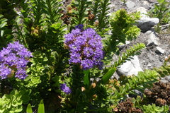 Pseudoselago pulchra