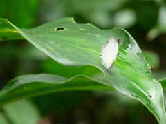Lycaenidae