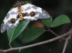 Abraxas amicula-illuminata