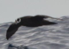 Procellaria conspicillata