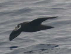 Procellaria conspicillata