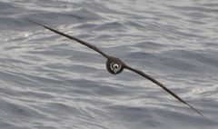 Procellaria conspicillata