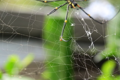 Argyrodes flavescens