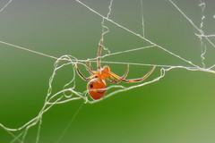 Argyrodes flavescens