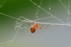 Argyrodes flavescens